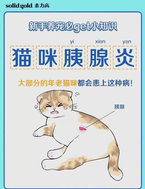 猫咪肠胃炎好转但是不吃