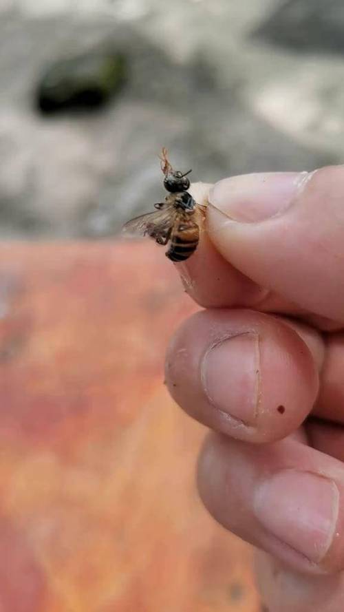 蜜蜂背上有白色的虫子