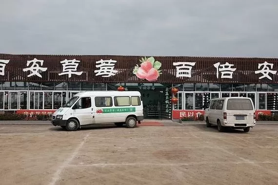 百安草莓