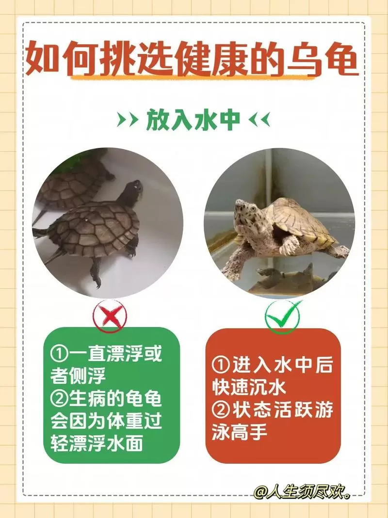 如何判断龟龟是否健康?