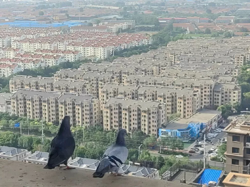 灰鸽子飞到家里窗台代表什么意思啊
