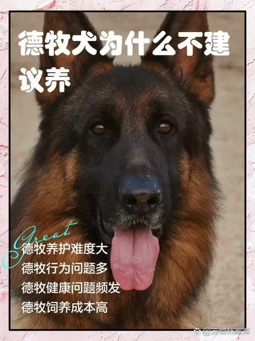 德牧为什么不建议养