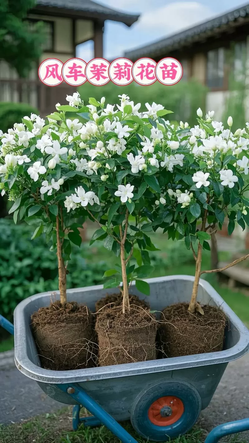 风车茉莉几种颜色