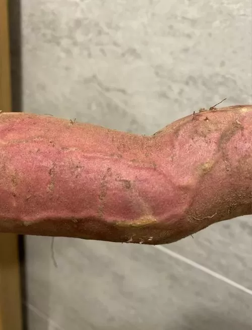 烟薯爆筋好还是不好