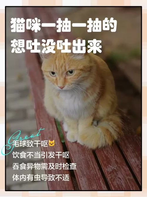 猫咪呕吐肚子一抽一抽