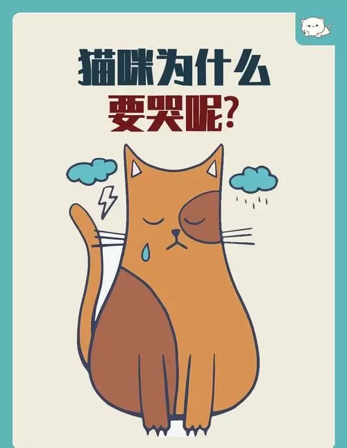 养猫养到情绪崩溃怎么办
