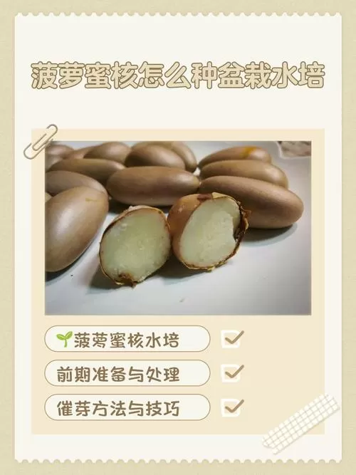 菠萝蜜核可以种植吗?
