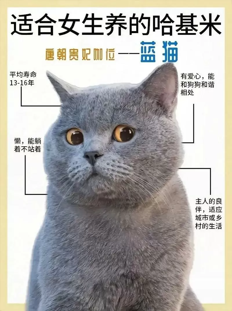 蓝猫来自哪个国家