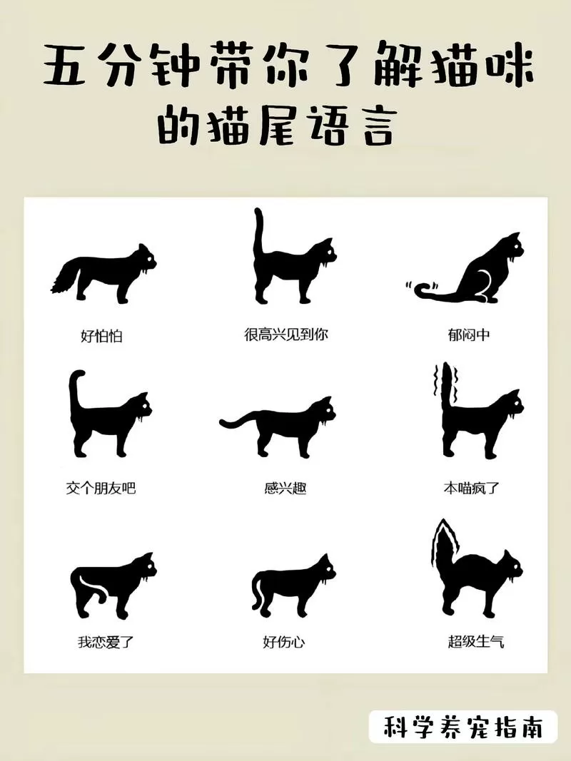 猫尾巴太长是报恩还是报仇