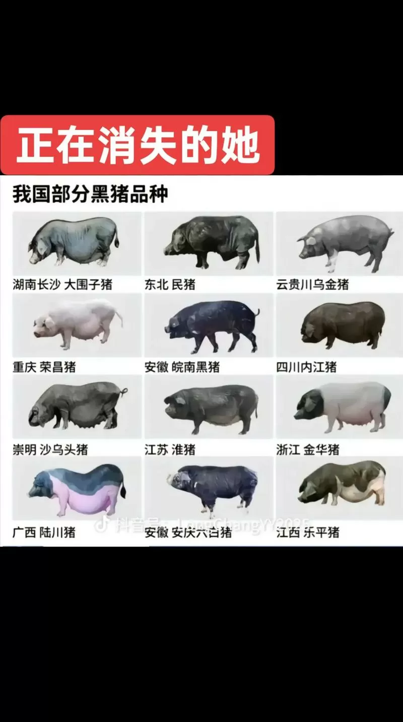 中国十大黑猪品种排名