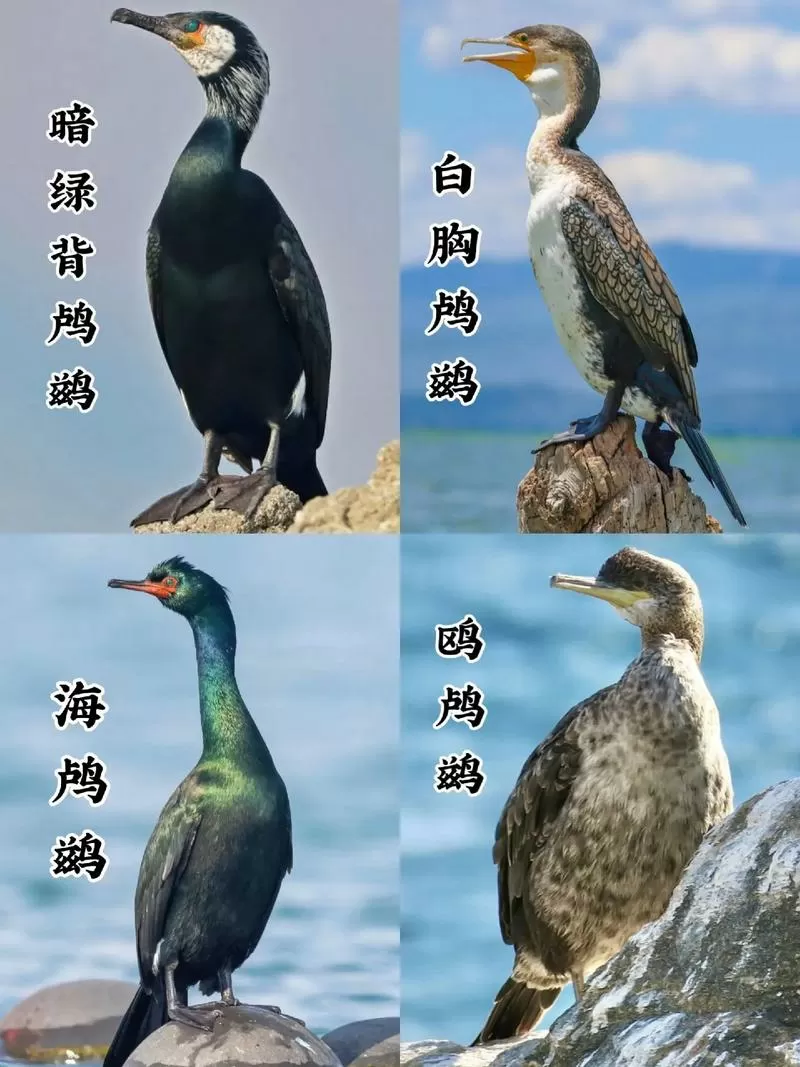 鹈鹕和鸬鹚怎么读截图