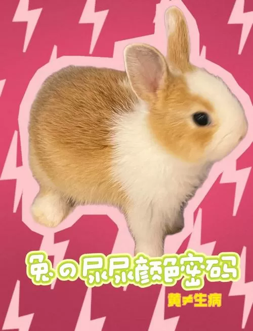 小兔尿白色是什么样的