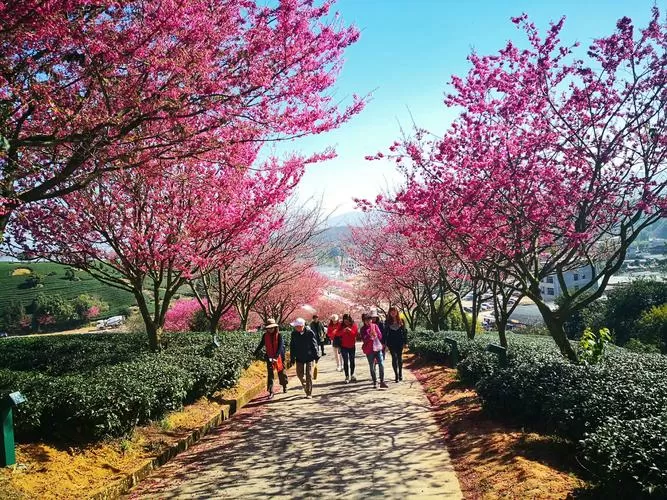 特别篇赤樱花市怎么去