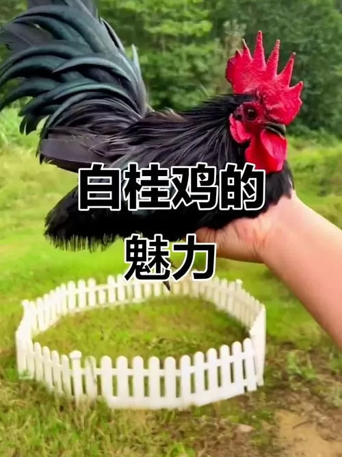 泰国白桂鸡百科