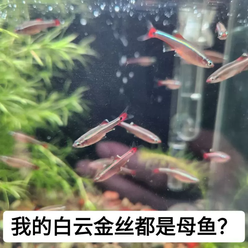 白云金丝喜欢静水还是动水