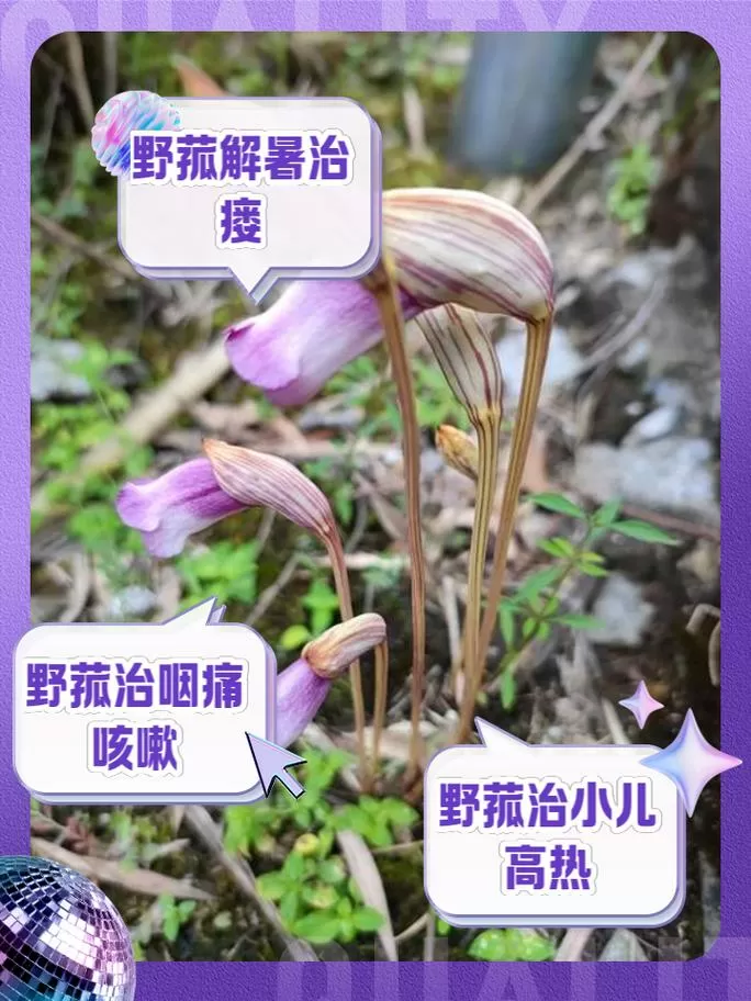 野菰有毒吗