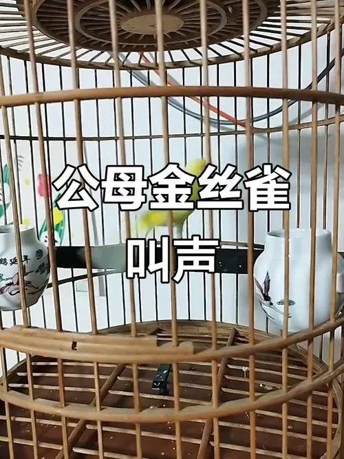 金丝雀公鸟叫声