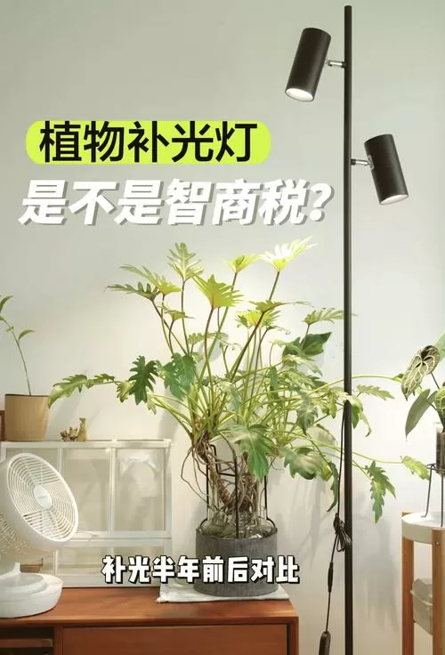 植物补光灯什么时间补好