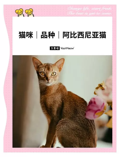 阿比西尼亚猫