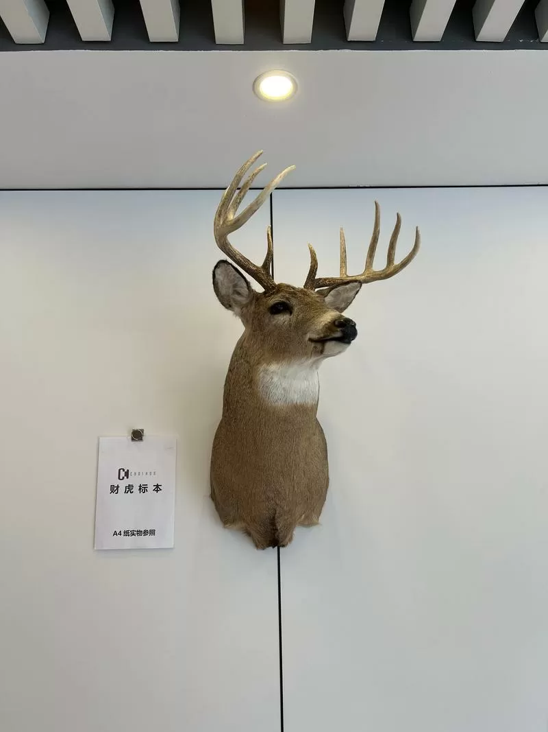白尾鹿学长