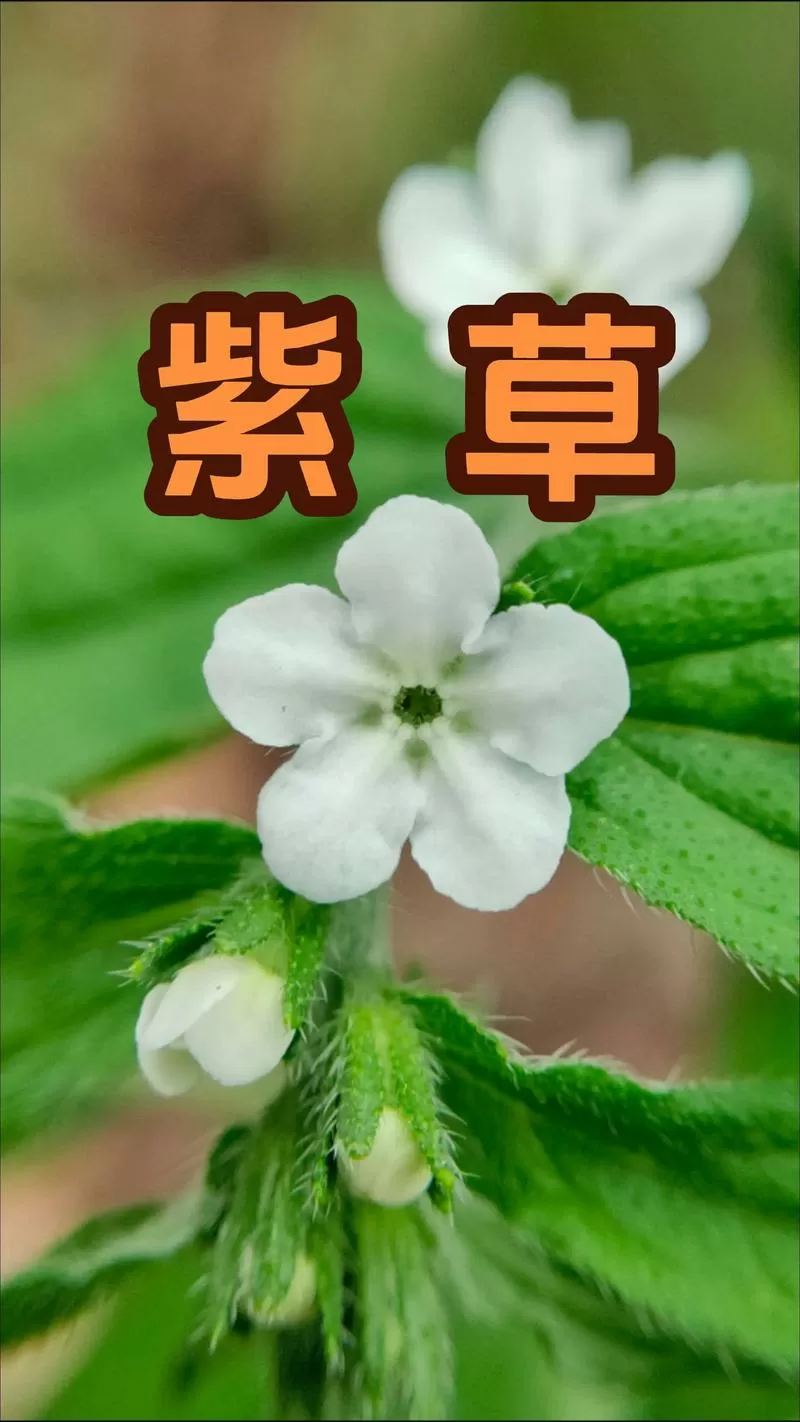 紫草图片大全高清图片缩略图