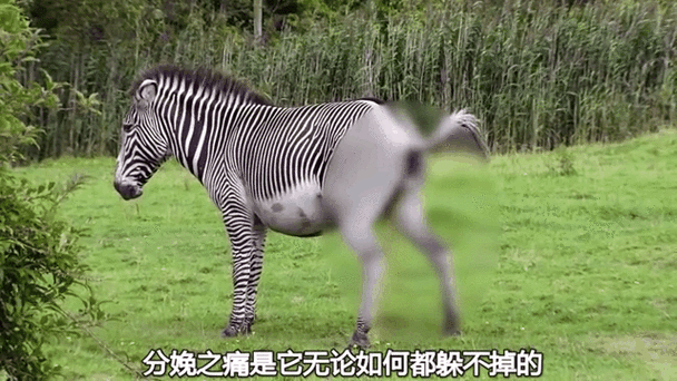 母斑马难产小斑马视频