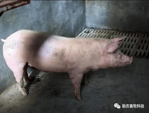 猪瘟的6大症状