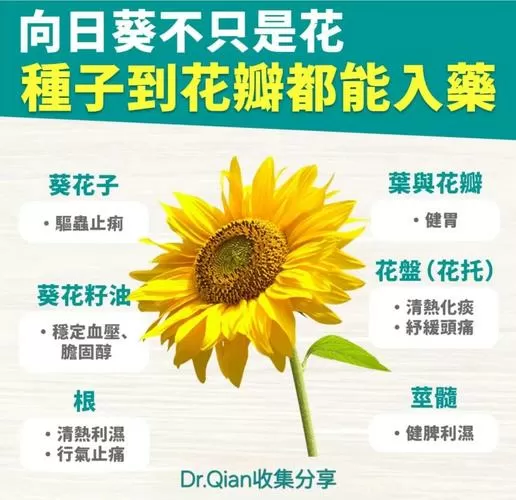 向日葵的功效与作用及禁忌