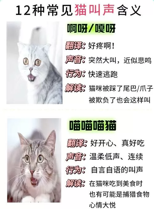 猫老是喵喵叫是什么意思