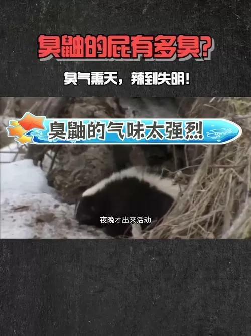 不小心吸入臭鼬的屁会怎么样截图