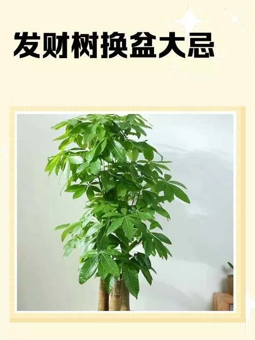 发财树换盆大忌三个