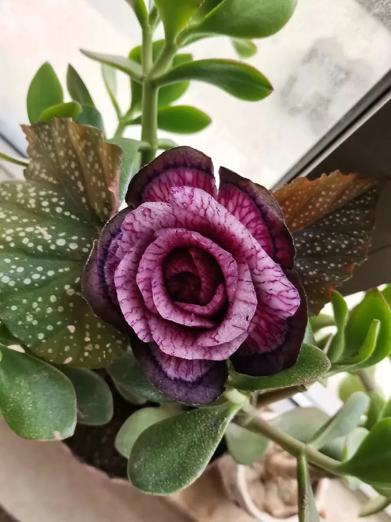 心里美萝卜做花