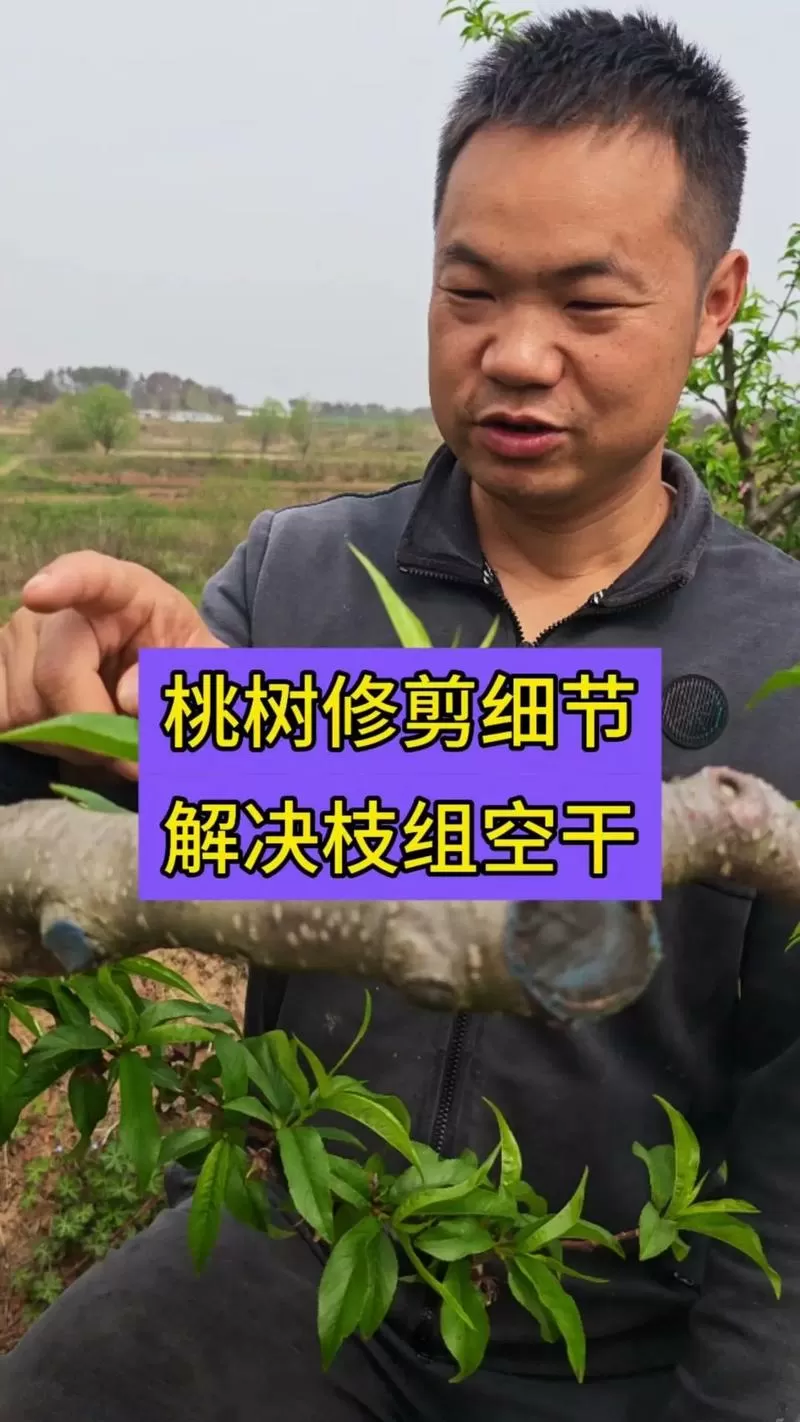 蟠桃树的管理修剪方法