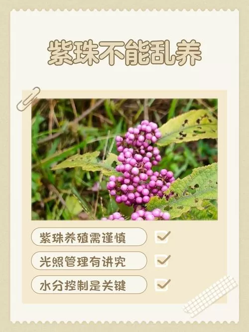 紫珠不能养在家的原因