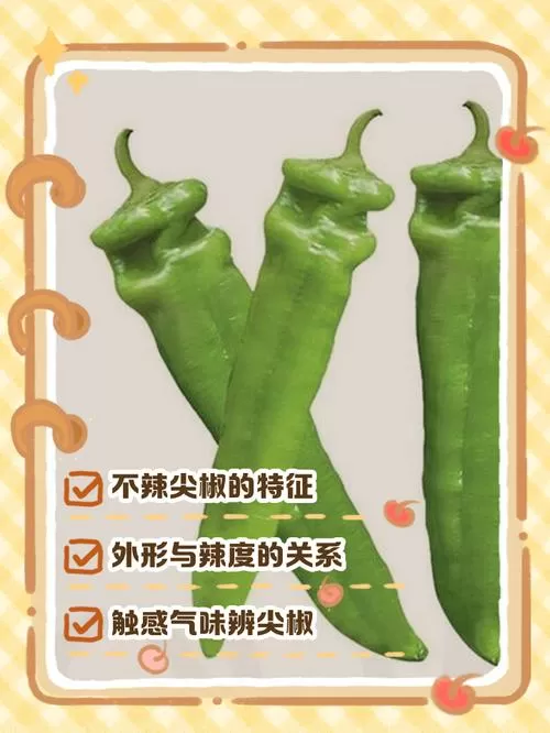 不辣的青椒叫什么