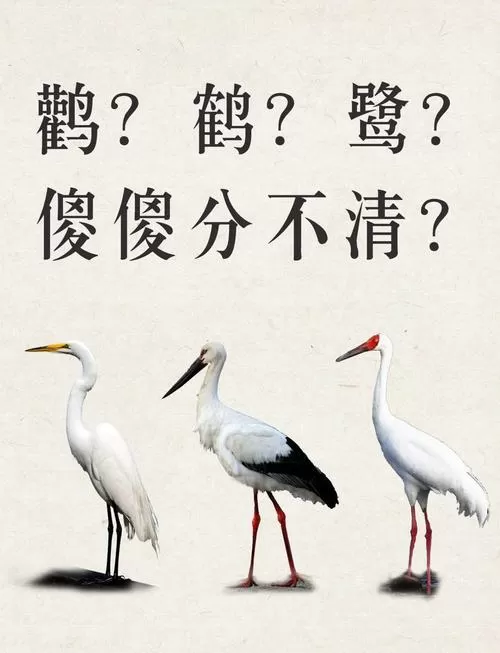 白鹤和白鹳区别图片游戏截图