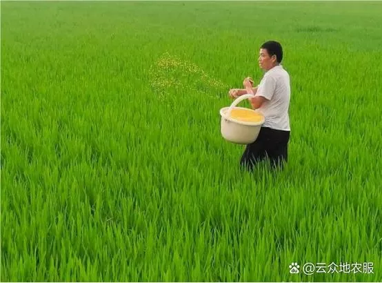 麦子追尿素最佳时间