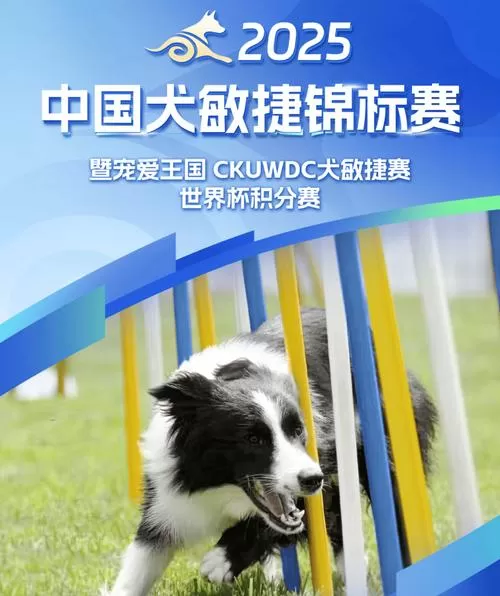 敏捷犬大赛