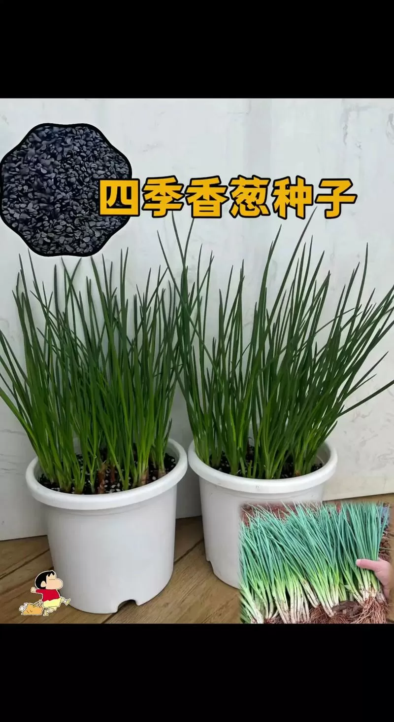 小香葱能活几年
