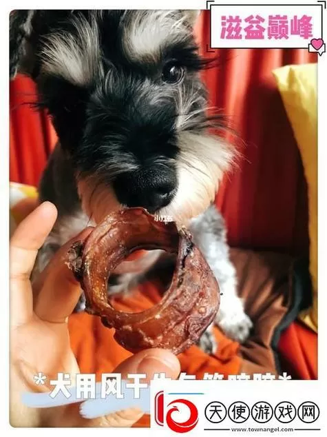 女人狗胶配方大全狗狗