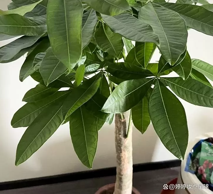 发财树砍根后再栽浇水吗