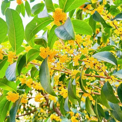 金桂飘香属于哪个季节