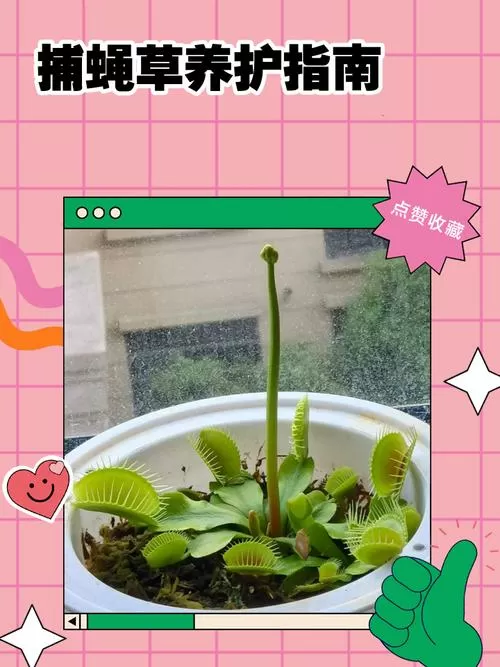 捕蝇草怎么浇水