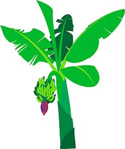 芭蕉树的特点