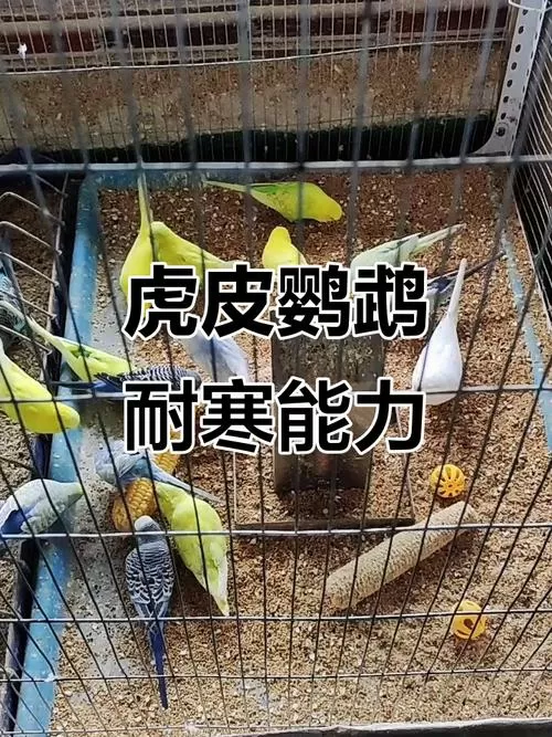 虎皮鹦鹉怕冷吗?多少度游戏截图