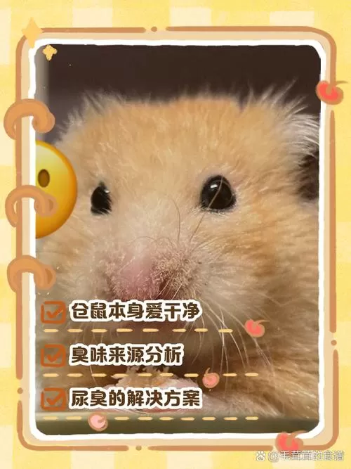 仓鼠为什么越养越臭