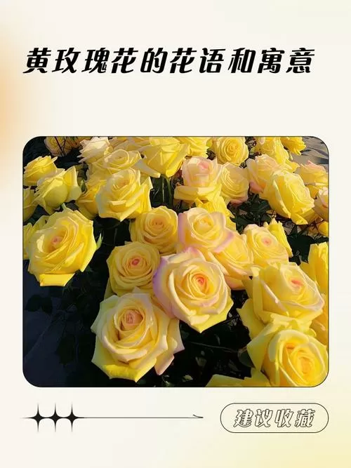 黄玫瑰花语