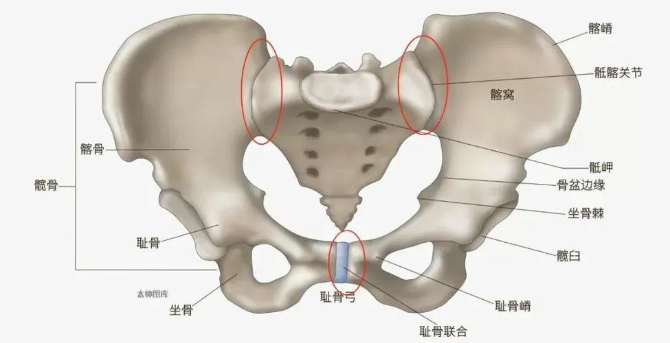 小骨盆在哪个位置图片
