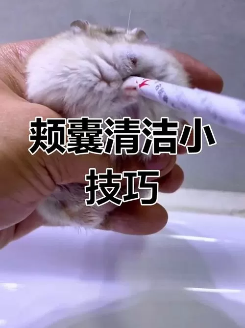 仓鼠会自己清理颊囊吗