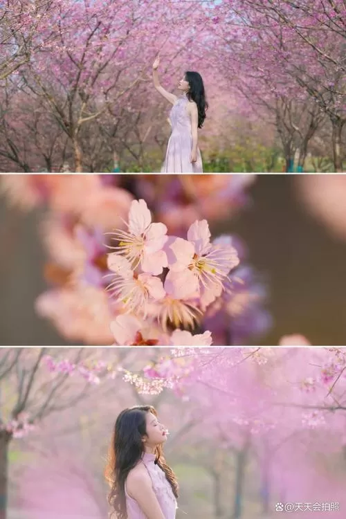 拍樱花穿什么颜色好看